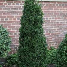 Image result for Buxus acutata