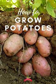 How To Grow Potatoes At Home Potato Gardening Growing Potatoes Container Gardening Vegetables