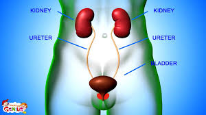 Interactive And Engaging Explanation Of The Excretory System Biology Kidneys Teachingtools Excretory System Human Body Science Human Body Systems