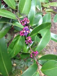 Image result for Memecylon sp. C