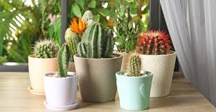 Cacti are collectible and are ideal for nice, sunny windowsills as are many of their you want to select plants all about the same size with similar care requirements. How To Grow Cacti Indoors My Garden Life