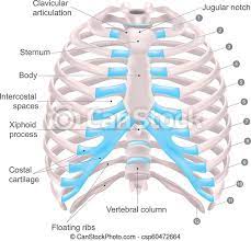 Human skeleton system rib cage anatomy (anterior view) stock. Thoracic Cage Anatomy Body Human Thoracic Cage Is Made Up Of Bones And Cartilage Along It Consists Of The 12 Pairs Of Ribs Canstock