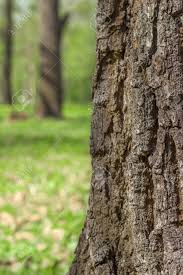 Explore quality background pictures, illustrations from top photographers. Tree Bark Close Up On The Half Of Frame Blurred Green Forest Stock Photo Picture And Royalty Free Image Image 60975737
