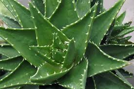 Image result for Aloe nuttii
