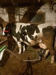 Piesele publicate pe acest site sunt in vanzare si la punctul nostru , prin urmare va rugam sa verificati telefonic sau pe mail disponibilitatea piesei. Vand Vaca Holstein Foarte Buna De Lapte