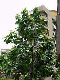 Your geiger tree stock images are ready. File Orange Geiger Tree 819331645 Jpg Wikimedia Commons