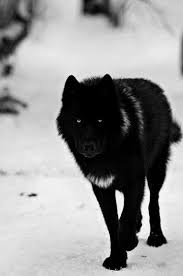 Black And Grey Wolf Pokemon Funkysafari Wolf Hybrid Wolf Dog Animals