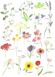 Bee balm can handle some shade. Herbs Perennials And Annuals Oliviahb
