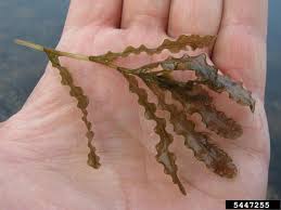 Image result for Potamogeton crispus