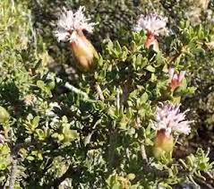 Image result for Aeollanthus myrianthus