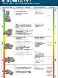 Pin On Dog Health Advices