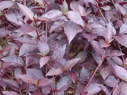 Very nice consistently dark purple leaves, pretty purple flowers, although they're not carried much above the leaves and each only lasts a day. How To Grow Sweet Potato Vine Gardening Channel