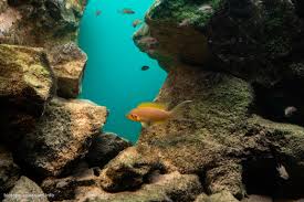 Image result for Tetradenia tanganyikae