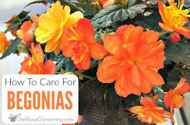 Most gardeners prefer the tuberous begonia variety, as they are the easiest to maintain and need little care. Begonia Plant Care How To Grow Care For Begonias