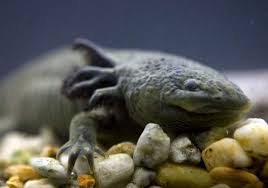 Bildergebnis für axolotl
