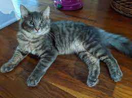 This Is Henry Henry Was Found On Craigslist For Free About A Month Ago Just Look At His Long Eyelashes And His Bi I Love Cats Cat Qoutes First Time Cat