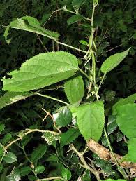 Image result for Tragia glabrata