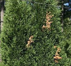 Check spelling or type a new query. Leyland Cypress Branches Dying Walter Reeves The Georgia Gardener
