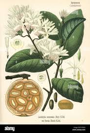 Image result for Landolphia rufescens