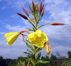 Oenothera Wikipedia The Free Encyclopedia Primrose Plant Plants Rose Plant Care