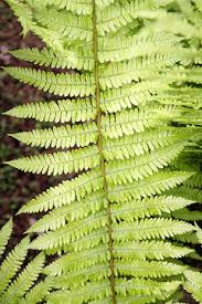 Image result for Dryopteris kilemensis