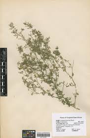 Image result for Crotalaria spinosa