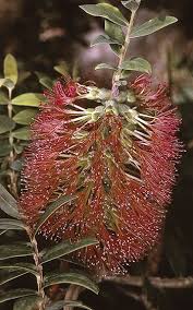 Image result for Melaleuca hypericifolia