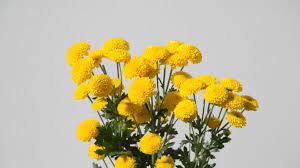 6 Bulk Yellow Button Mum 6 8 Stems Mums Flowers Autumn Garden Flowers Canada