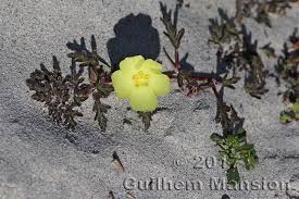 Image result for Grielum