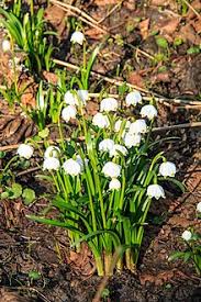 These are some of the plants that come into flower in early spring: Leucojum Vernum Wikipedia