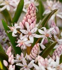 Image result for Scilla