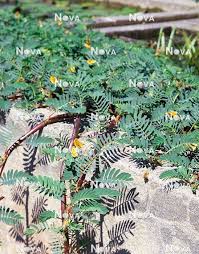 Image result for Aeschynomene fluitans