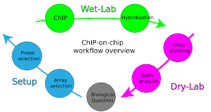 This step is followed by deep sequencing of the enriched dna and read alignment. Chip On Chip Wikipedia