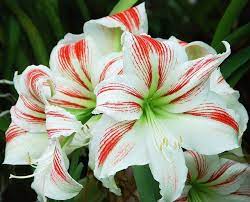 Pin By Judy Baker On Floral Foto Reference Amaryllis Flower Pictures Amaryllis Flowers Amaryllis