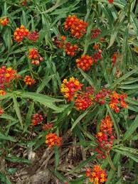 Image result for Asclepias buchwaldii