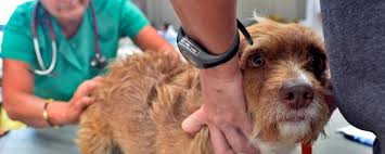 «au vu de cette situation, le conducteur et propriétaire de ce chien a décidé de le faire euthanasier.» dans un premier temps, la direction de la police cantonale jurassienne avait pris la décision immédiate, dès la connaissance des. Euthanasie D Un Animal En Bonne Sante Quel Est Le Role Du Veterinaire