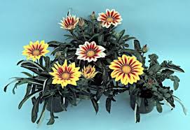 Image result for Sphaeranthus gazaensis