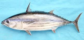 Konsumsi Ikan Jangan Kurang Dari 2 Kali Seminggu Ikan