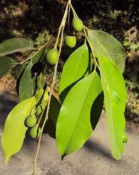 Image result for Drypetes arguta