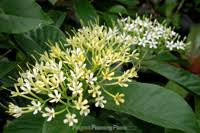 Image result for Tarenna pavettoides