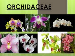 Image result for Orchidaceae