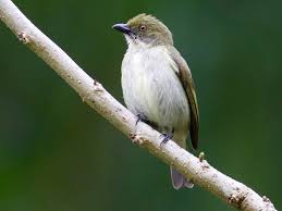 Ciri ciri burung trucuk jantan. Burung Cabai Emas