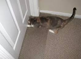Does Anyone Have A Good Technique For Stopping A Cat Scratching A Door At 5 O Clock In The Morning Until Everybody Is Awake Quora