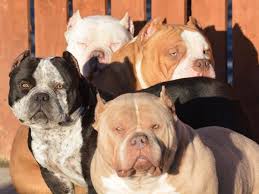 Boxer ear cropping near me.the ear cropping surgery appointments are scheduled on certain days of the week. Fears Over New Devil Dogs Craze Among Gangsters Getting Pets Ears Illegally Cropped To Give Them Macho Look Mirror Online