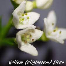 Image result for Galium ossirwaense