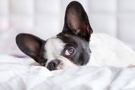 Maybe you would like to learn more about one of these? All The Reasons Your Dog S Ears Smell Great Pet Care