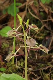 Image result for Liparis tridens