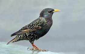 Black And White Birds In Georgia 12 Common British Garden Birds You Can Spot In Your Garden In 2020 British Garden Common Garden Birds Bird Garden