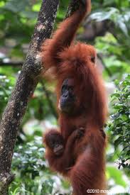 No matter where they are located, they all share one common factor that is thought to have put them onto the endangered list. Scientists Reconstruct What Was In The Harapan Rainforest Of Sumatra