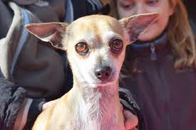 Da die eigenschaften beider rassen in einem tier vereint sind, variieren. Mano Traumhafter Chihuahua Mix Mann Ca 23cm Ca 6 Jahre Vermittelt Fellengel In Not